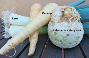 An Image with a celeriac, 2 parsnips and 2 leeks