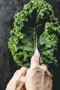 Cutting the ribs of a leaf of kale .