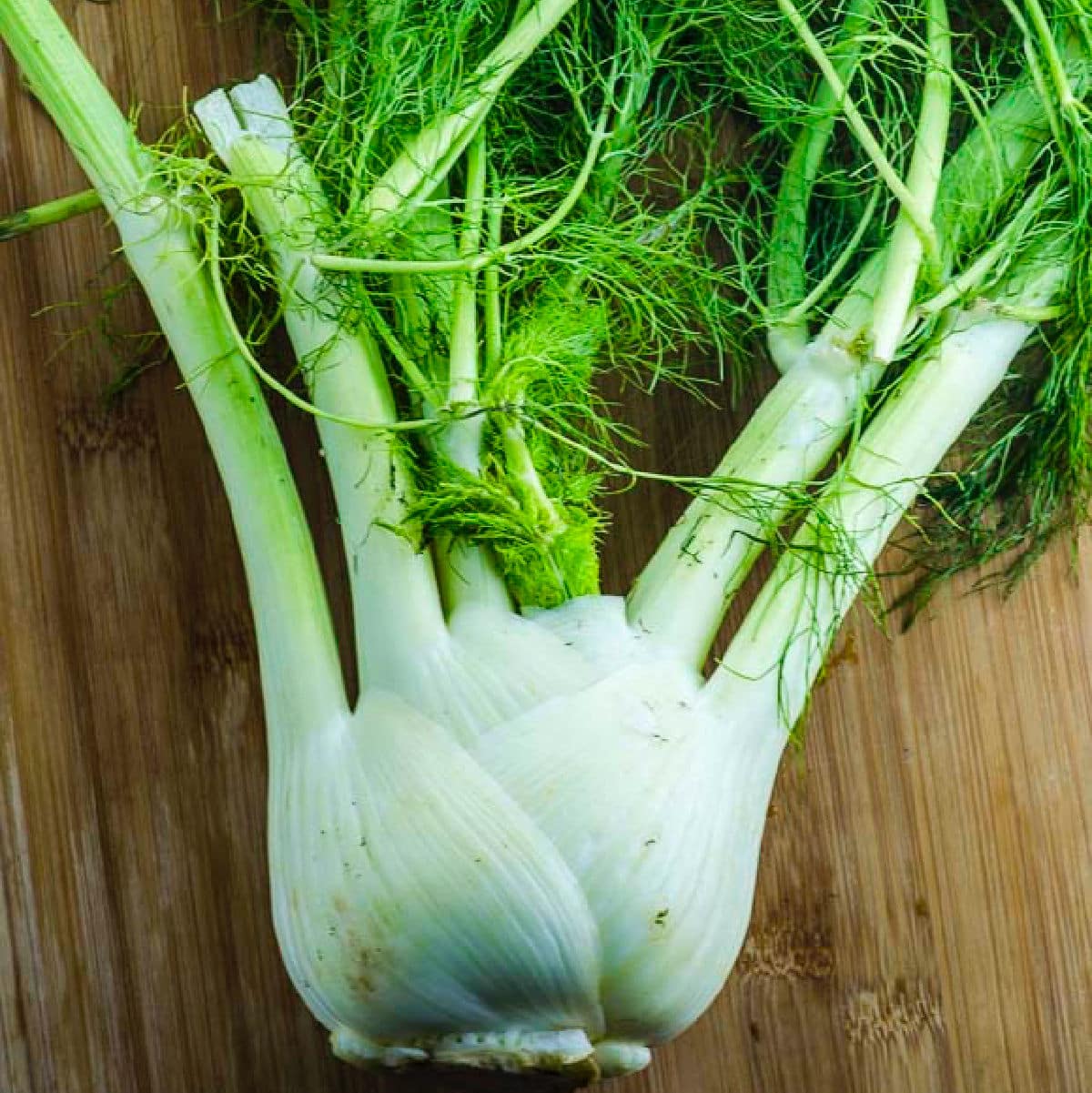 a fennel bulb